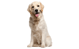 Labrador Retriever PNG