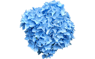 Lacecap Hydrangea
