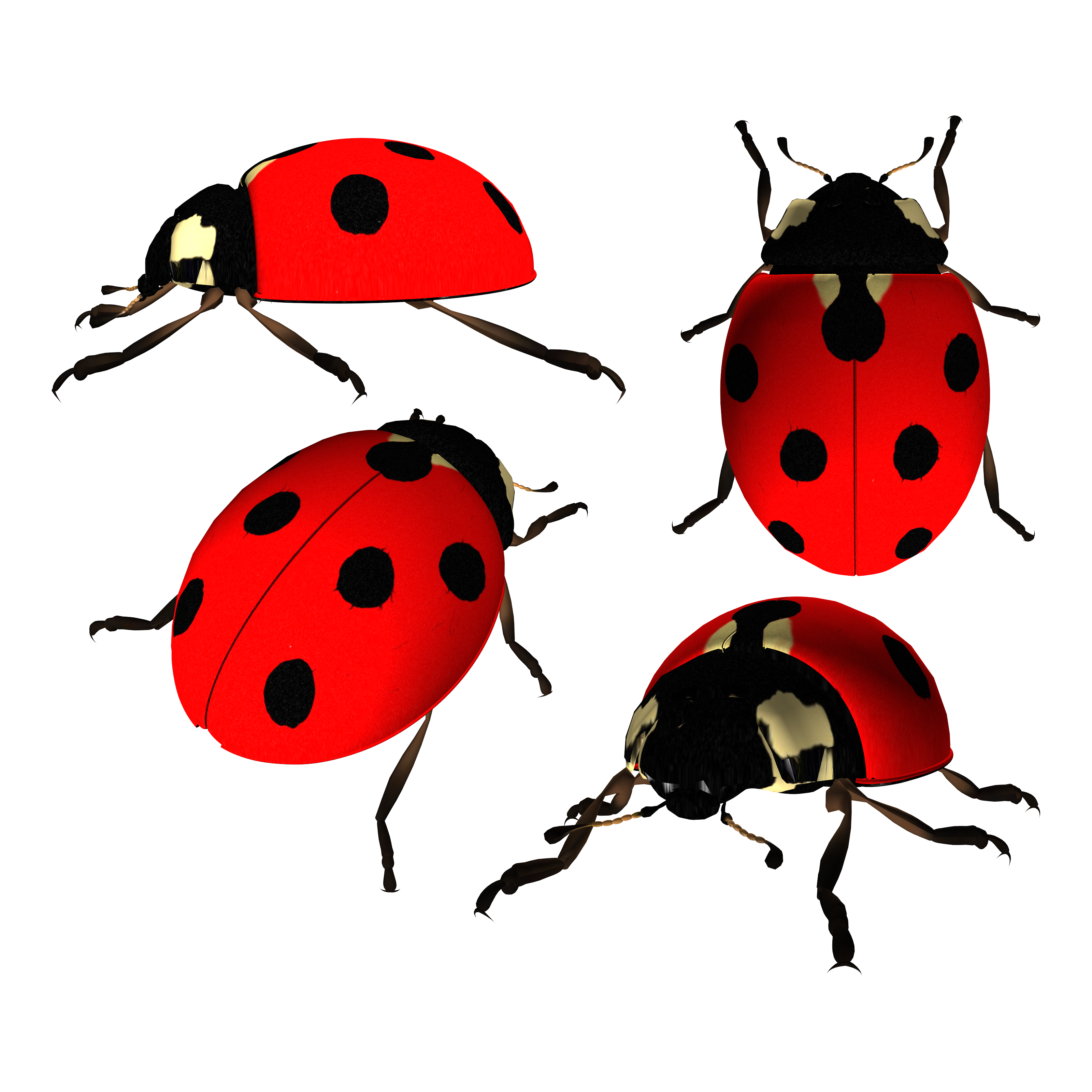 Ladybug Transparent Clipart