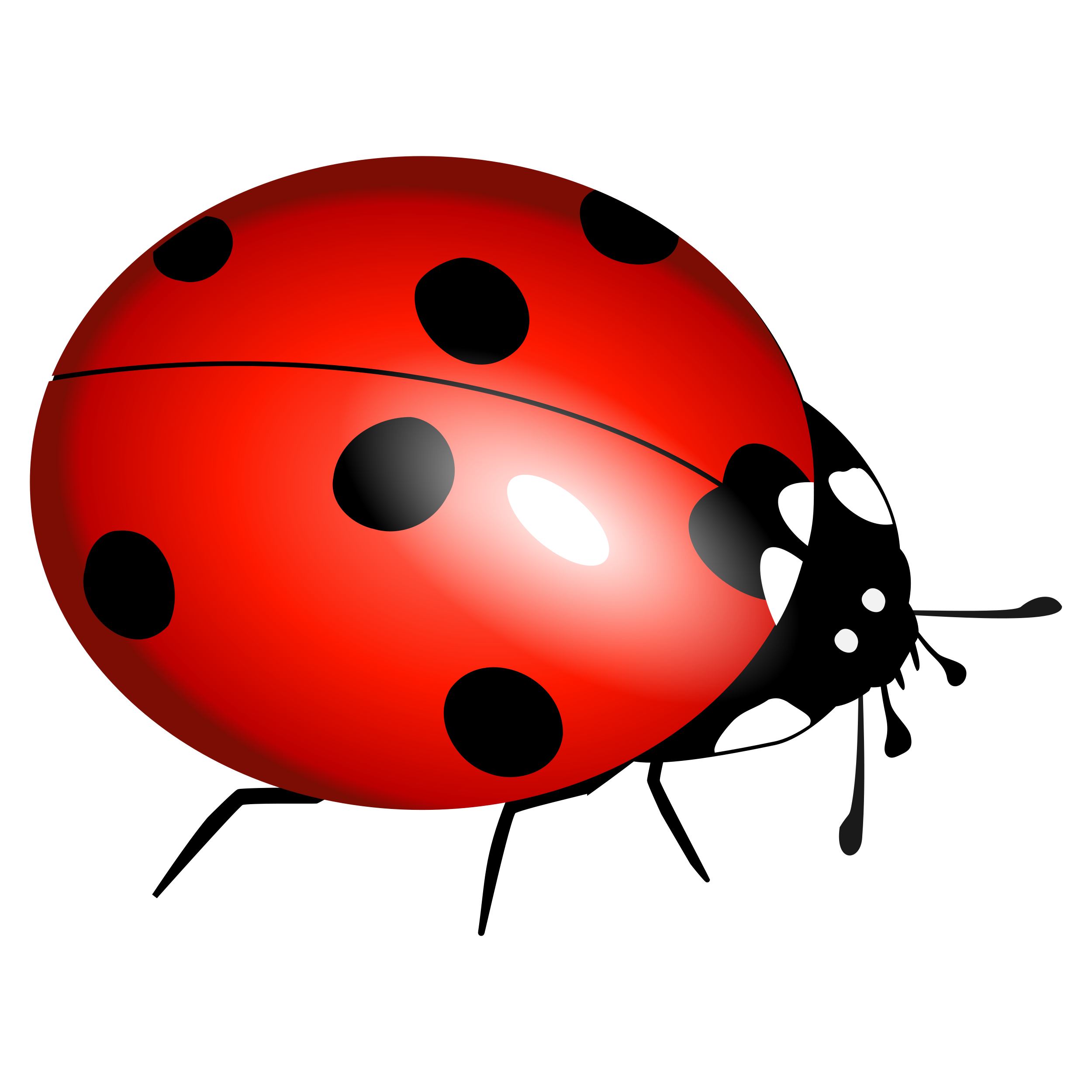 Ladybug Transparent Gallery