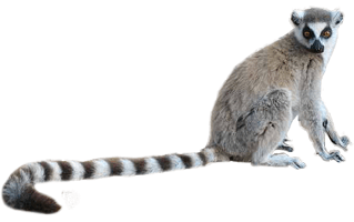 Lemur PNG