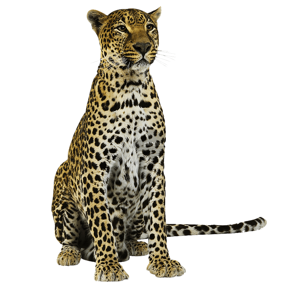 Leopard Transparent Picture