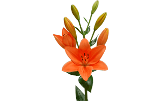 Lilium PNG