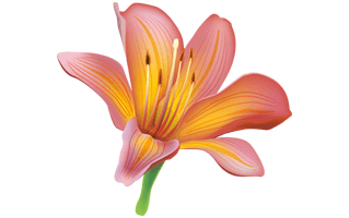 Lily Flower PNG