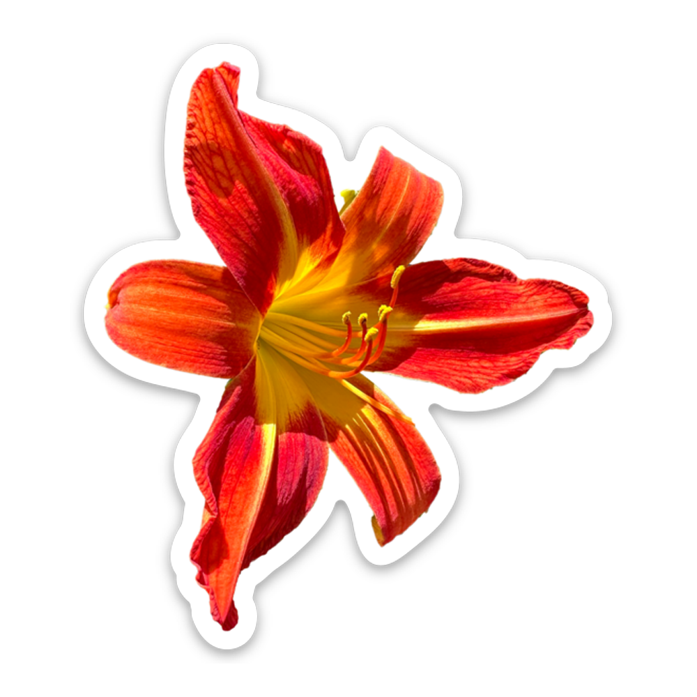 Lily Sticker Transparent Photo