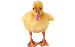Little Duck PNG
