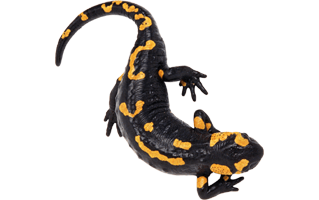 Lizard PNG
