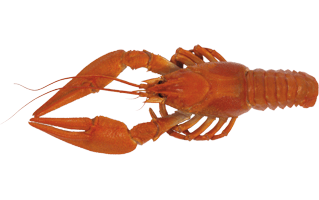 Lobster PNG