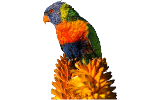 Lorikeet PNG