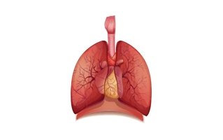 Lung PNG