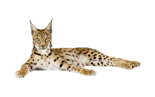 Lynx PNG