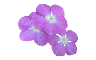 Madagascar Periwinkle PNG