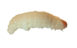 Maggot PNG