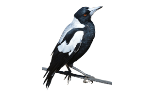 Magpie Bird PNG