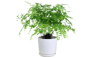 Maidenhair PNG