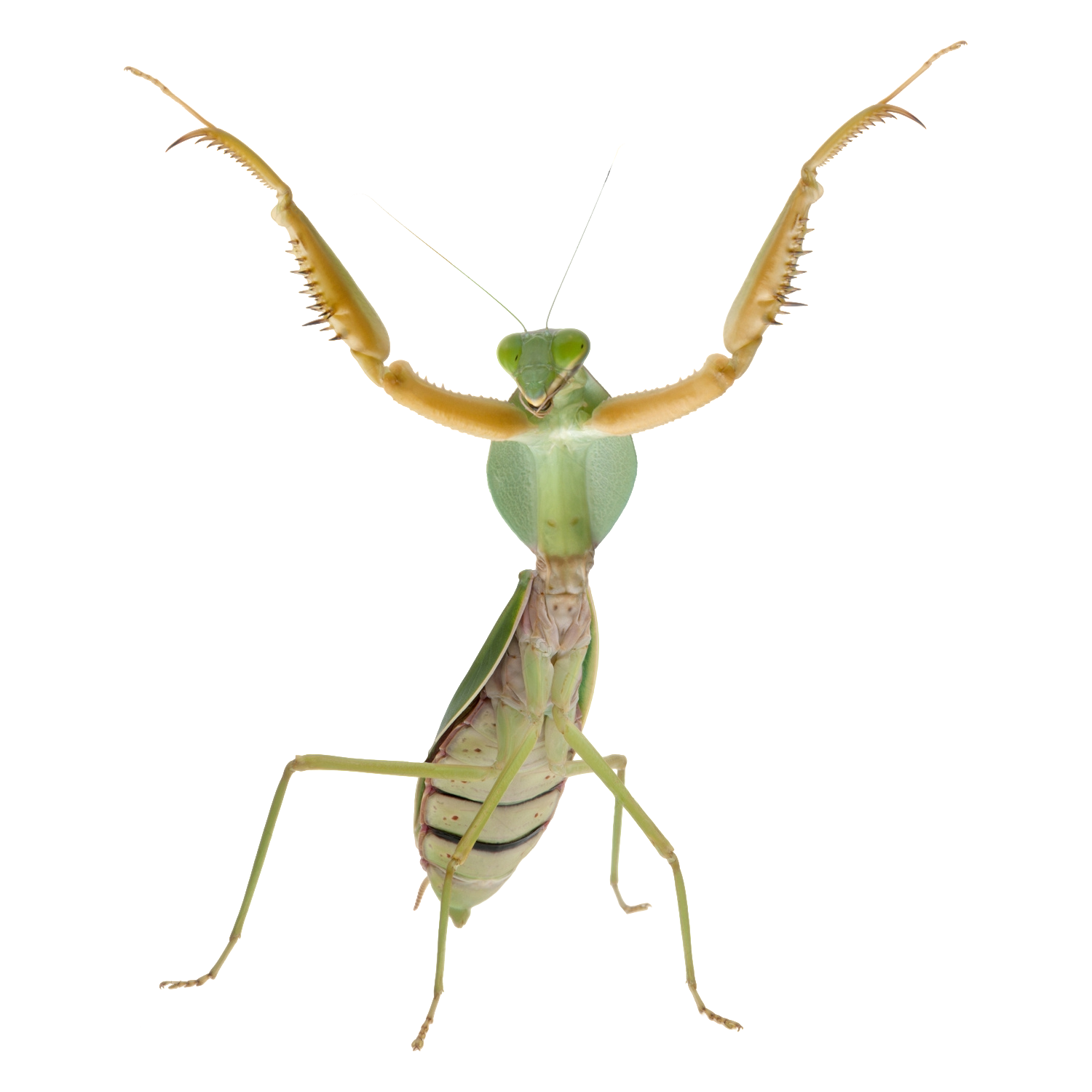 Mantis Transparent Image