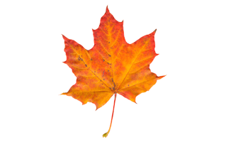 Maple Leaf PNG