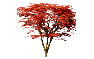 Maple Tree PNG