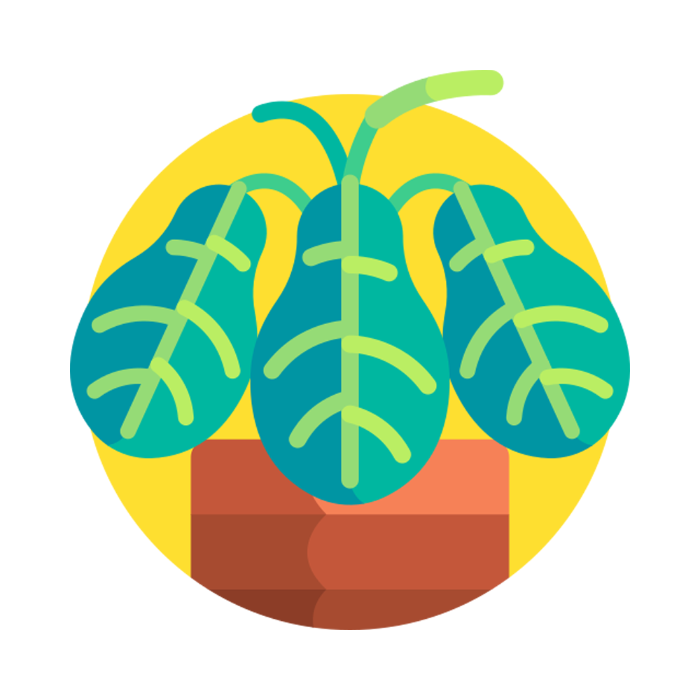 Maranta Free Sticker Transparent Picture