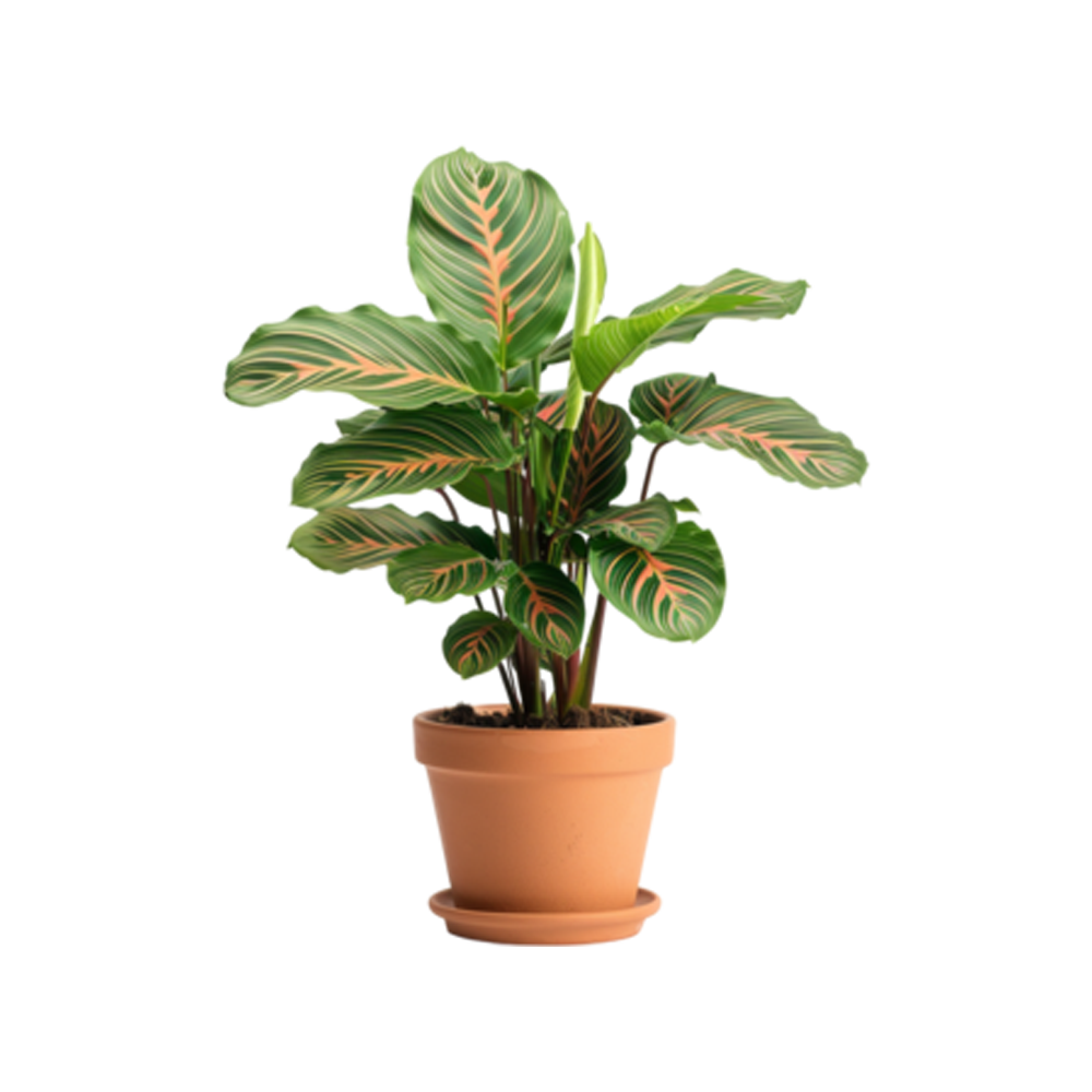 Maranta Free Sticker Transparent Clipart