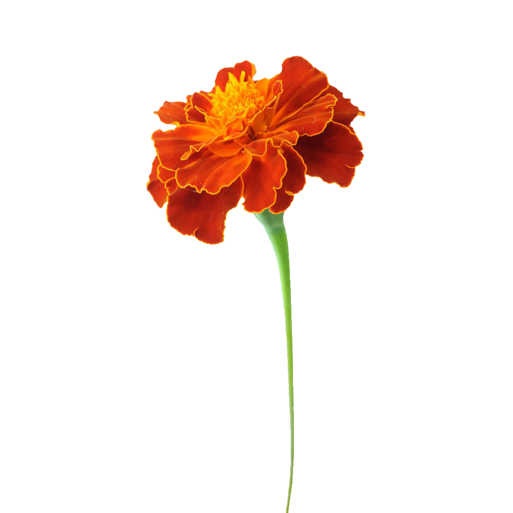 Marigold Flower Transparent Photo