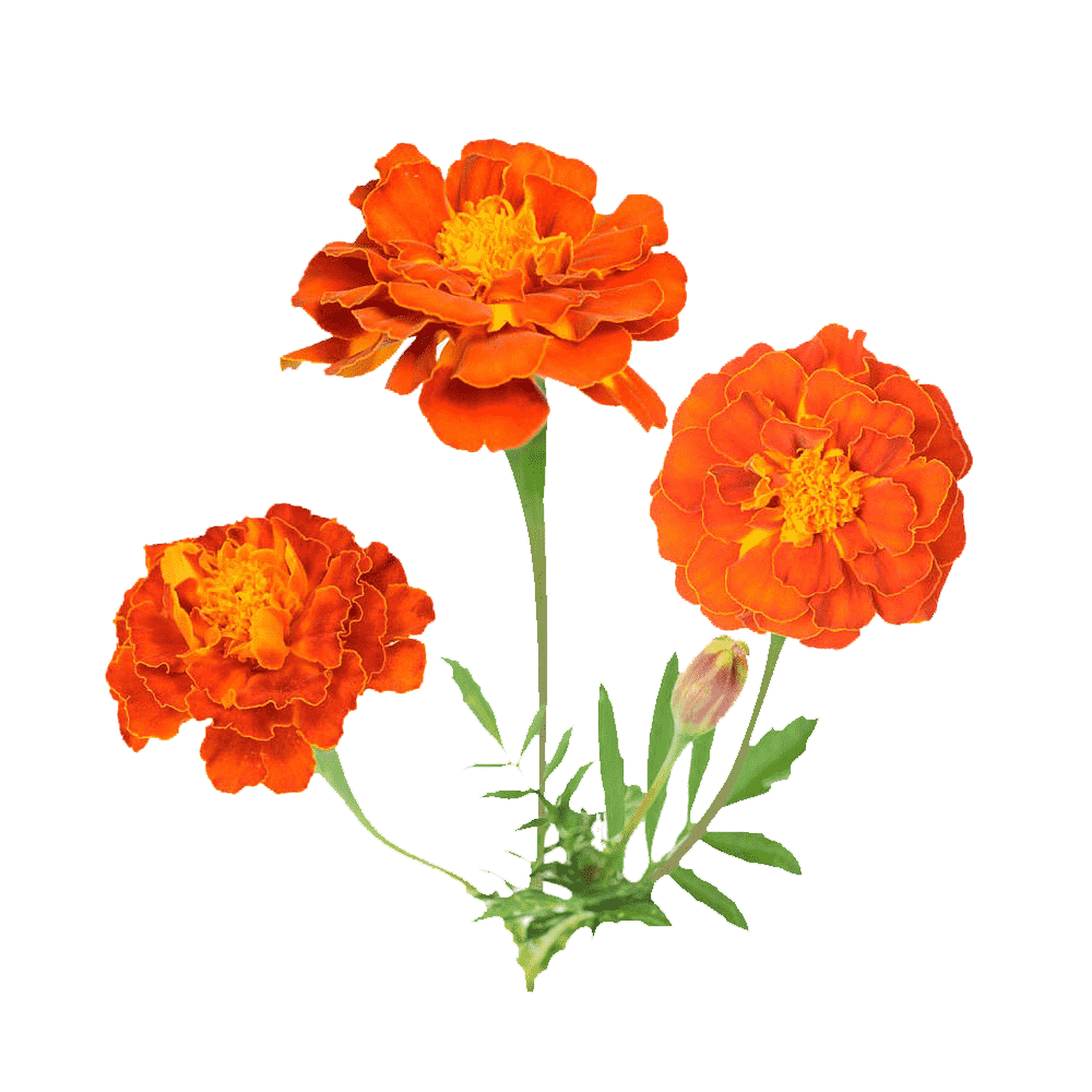Marigold Flower Transparent Clipart