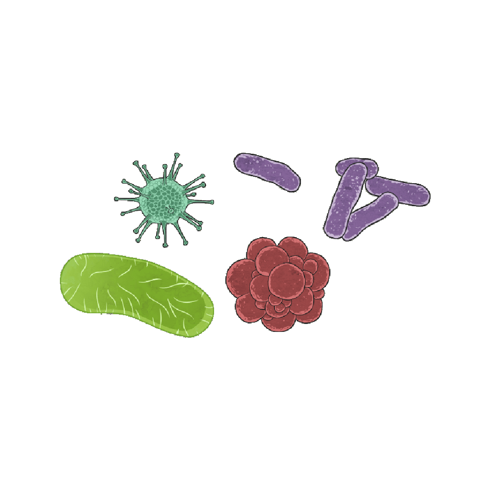 Microorganisms Free Sticker Transparent Image