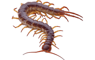 Millipede PNG