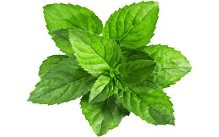 Mint PNG
