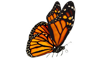 Monarch Butterfly PNG