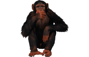 Monkey PNG
