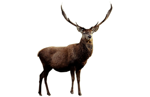 Moose PNG