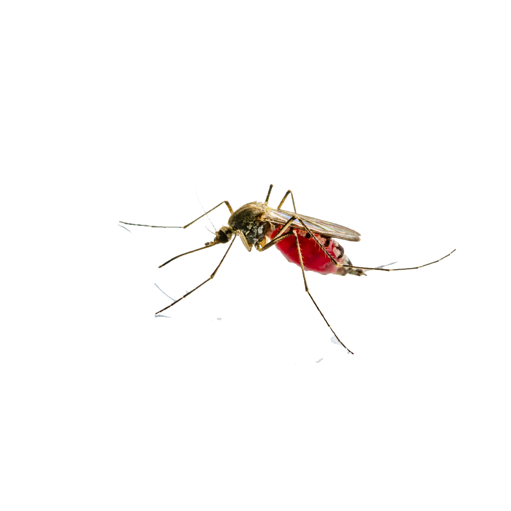 Mosquito Transparent Image