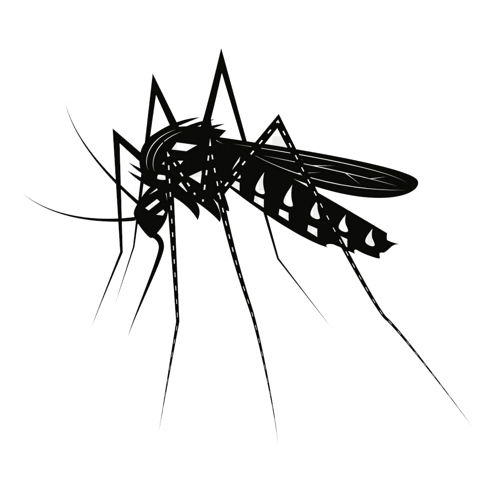 Mosquito Transparent Photo