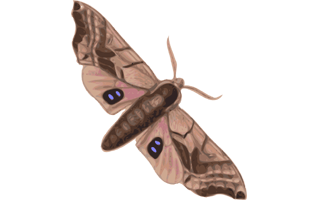 Moth PNG