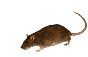 Mouse PNG
