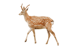 Musk Deer PNG