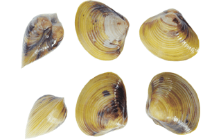 Mussel PNG