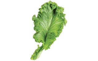 Mustard Greens PNG