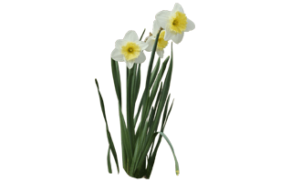 Narcissus Flower