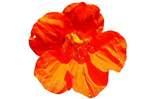 Nasturtium Flowers PNG