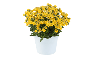 Nemesia PNG