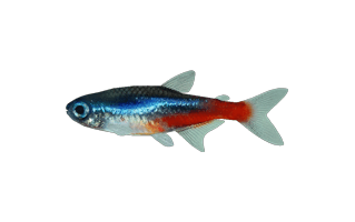 Neon Tetra PNG
