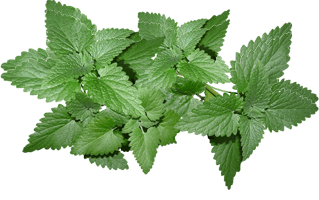 Nettles PNG