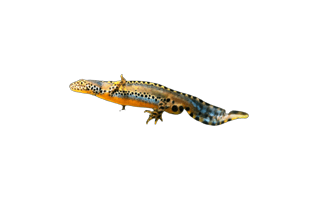 Newt PNG