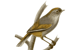 Nightingale PNG