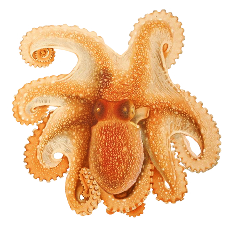 Octopus Transparent Picture
