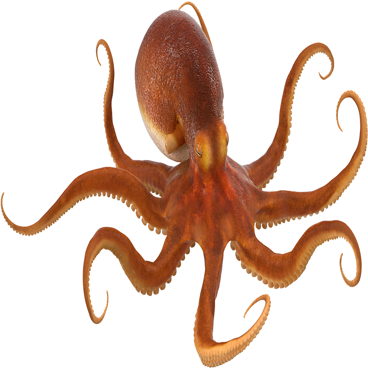 Octopus Transparent Gallery