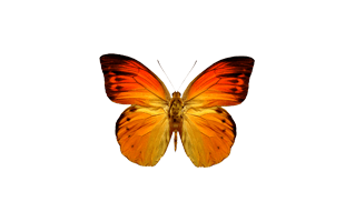 Orange Butterfly PNG