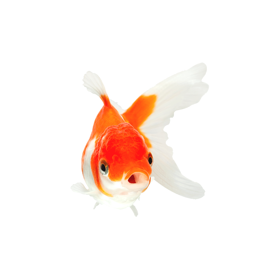 Orange White Goldfish Transparent Image